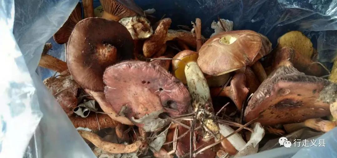 金秋十月看万山红遍层林尽染,金秋十月看红叶的诗句