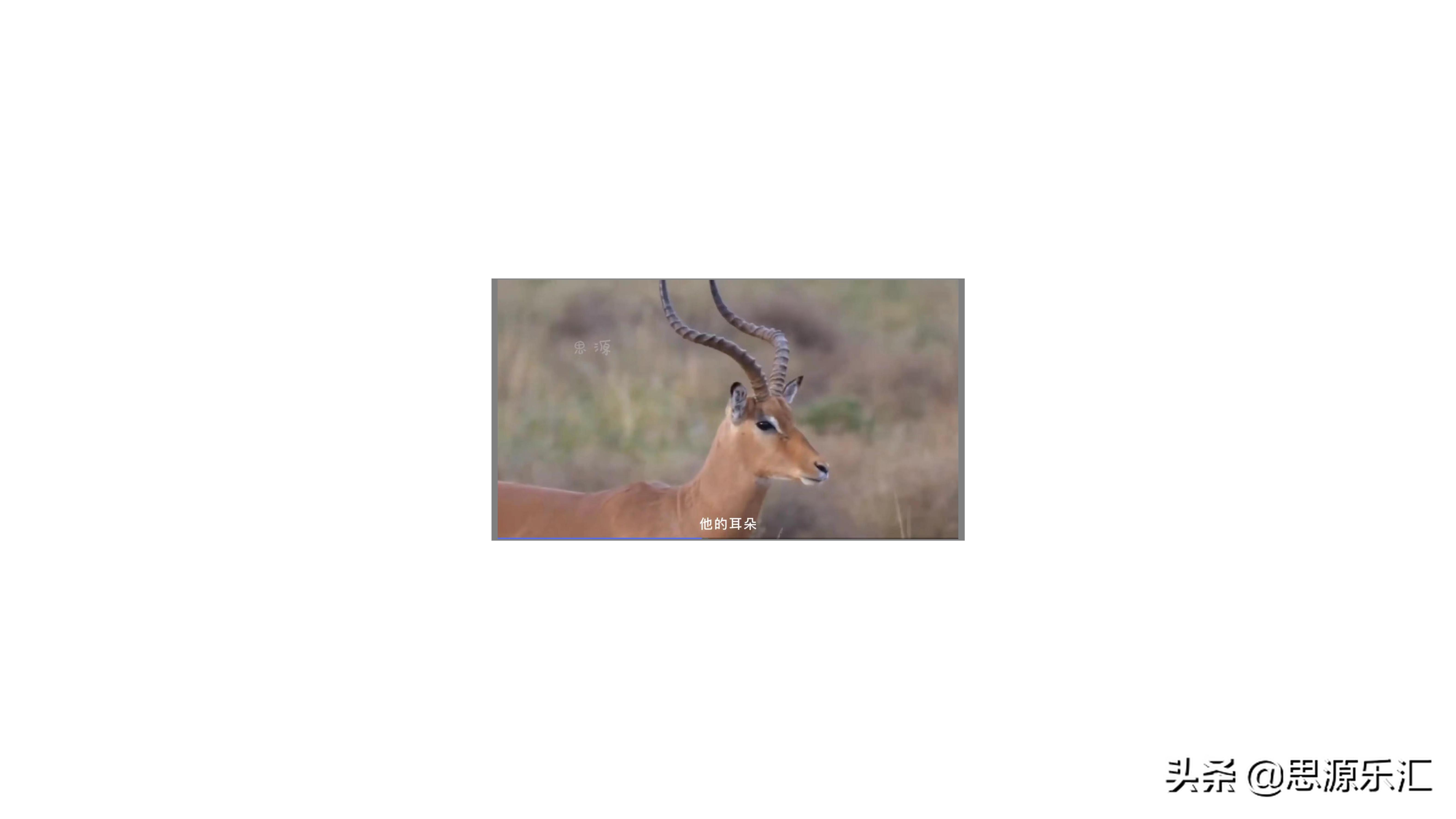 史上5大兽孩！狼孩、狗孩、小羚羊回归文明社会后，怎么样了呢？