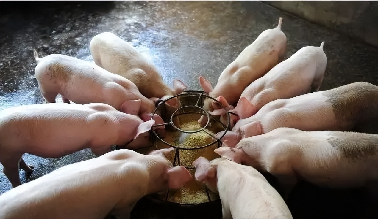 你们真的要养猪吗,你真的会种地么