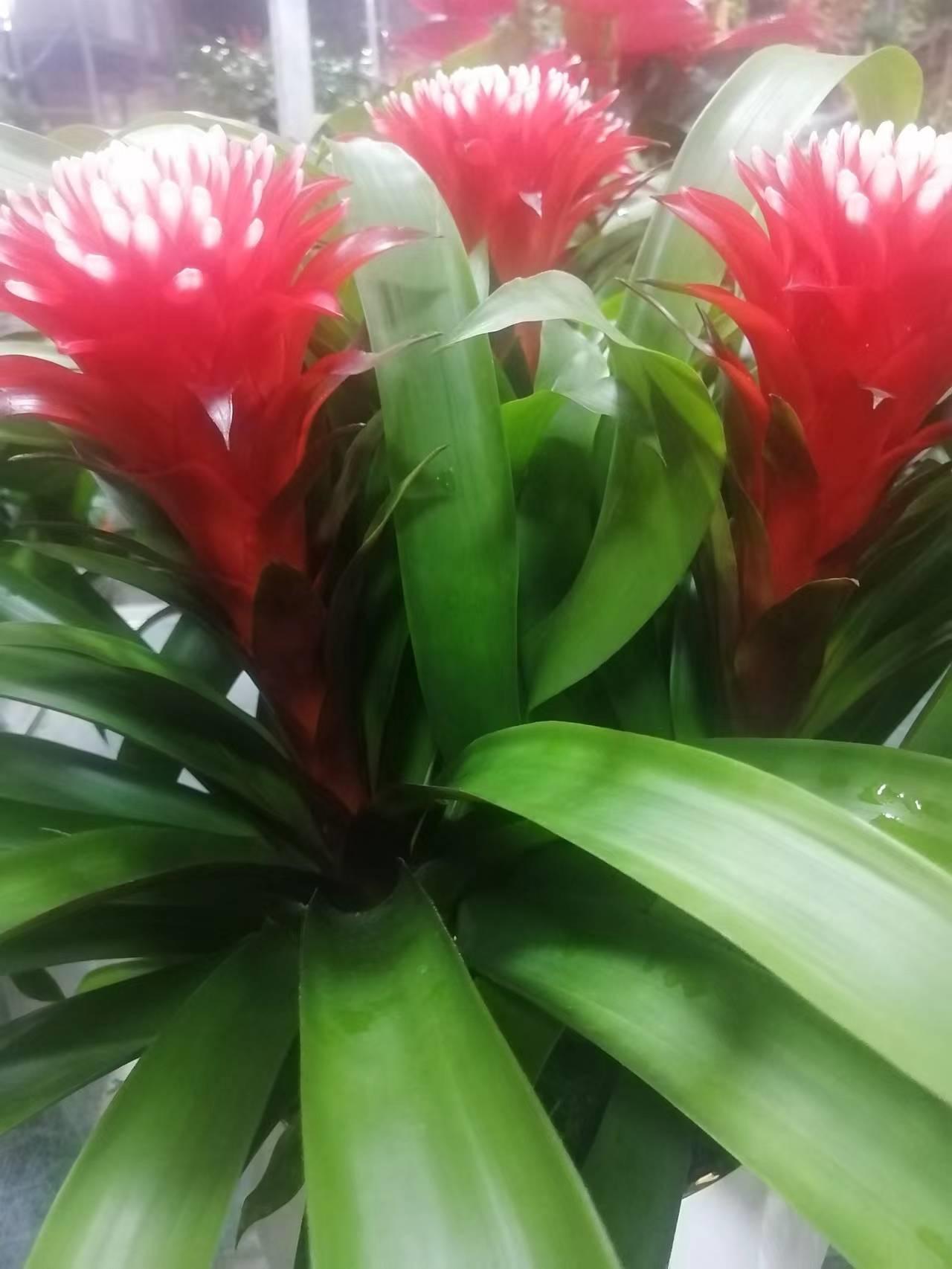 摆放客厅十种最旺气的花,家中客厅财位摆放什么最招财聚财