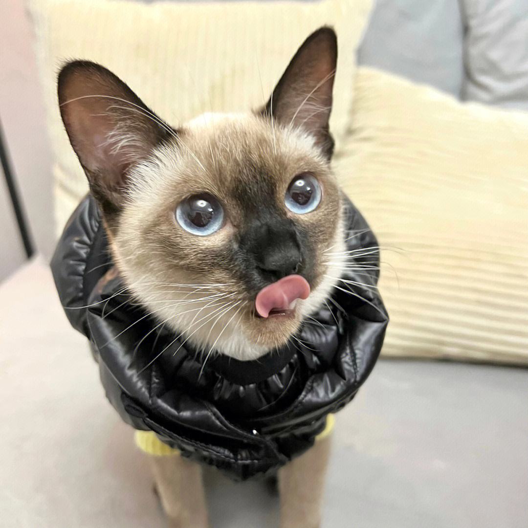 盘点那些特别反骨的猫,这6种猫堪称猫界渣王谁养谁吃亏