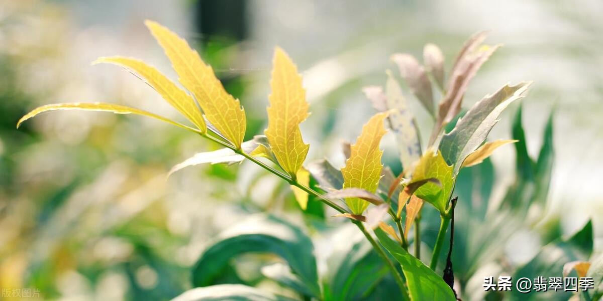 女人五十岁怎么做好事,40岁女人如何做好三件事情