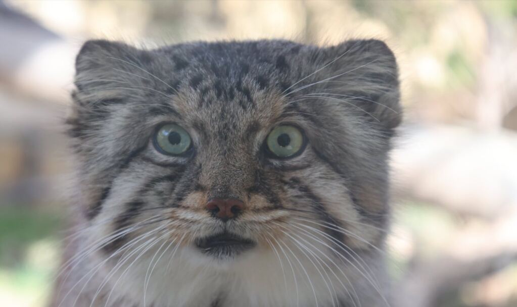 学生痛经请假矫情吗,痛经请假是太矫情了吗
