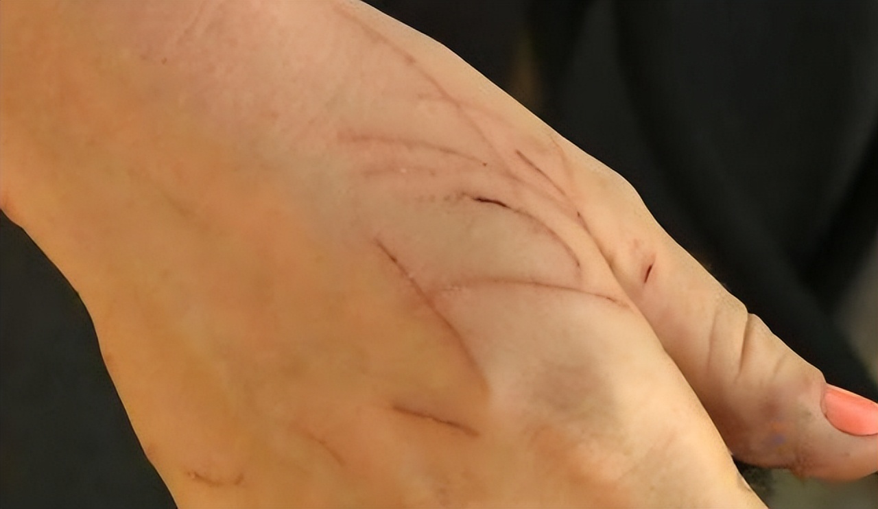 美短猫买一只大概多少钱,美短猫400元能买吗