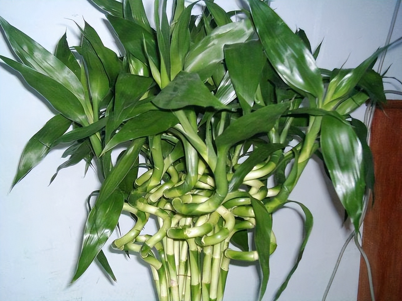 富贵竹水发臭黄叶杆干瘪,水培富贵竹水浑浊怎么办