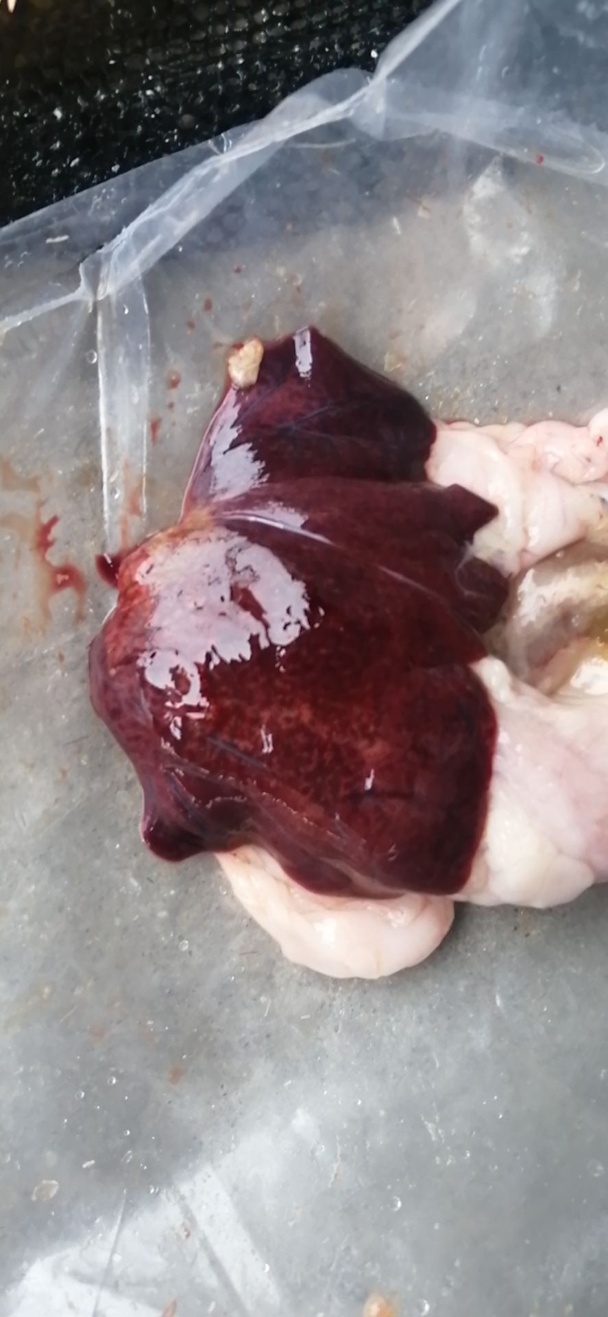 龙鱼病害防治图片,龙鱼常见疾病表现图片