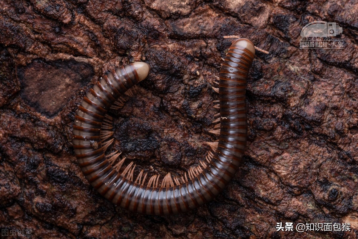 家里爬的好多脚的虫子是什么虫子,长在家里毒性大的虫子