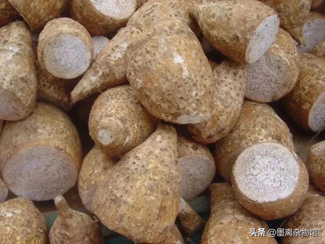 有一种植物浑身都是刺,形似芋头的有毒植物