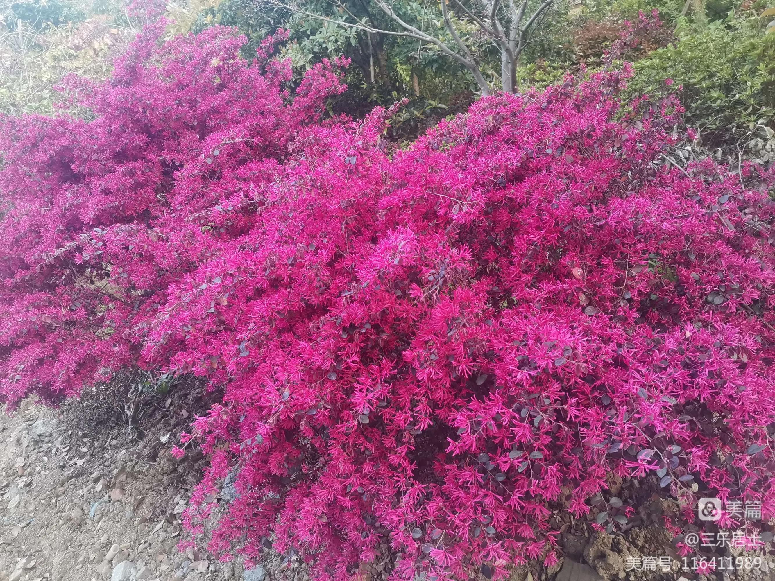 红花檵木的历史故事,白花檵木