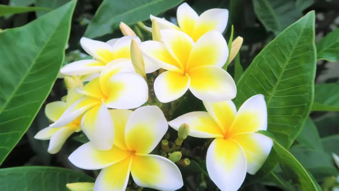 开花植物大全100种,实用分享30款小型开花树种介绍