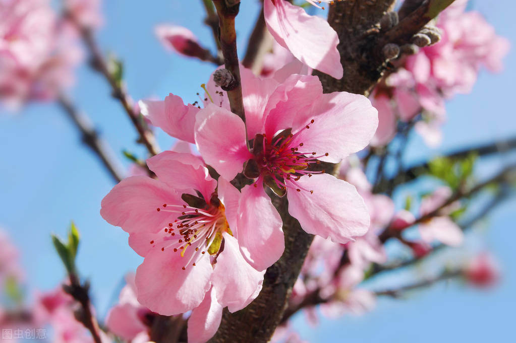 西安桃花观赏最佳地点,西安桃花潭公园桃花什么时候开