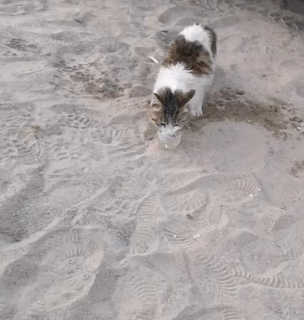 罗布泊流浪猫是怎样活下来的,罗布泊深处发现流浪猫