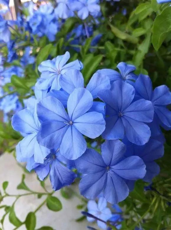 生长在衣服上的雪花,生长在热带草原的植物