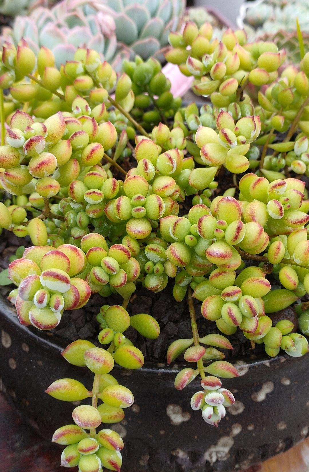 多肉不怕冷的办法,多肉怕冷吗冬天多肉怎么养