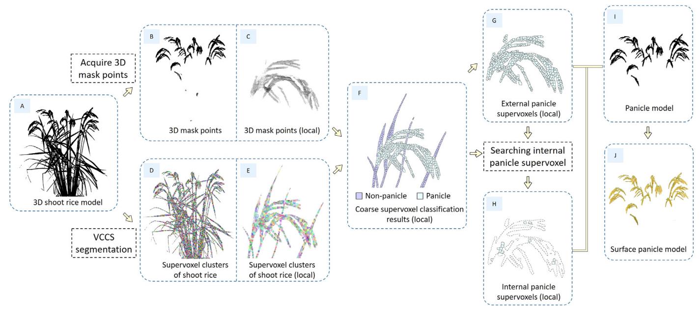 一种基于学习、轮廓形状和超体素聚类的低成本水稻穗三维建模方法