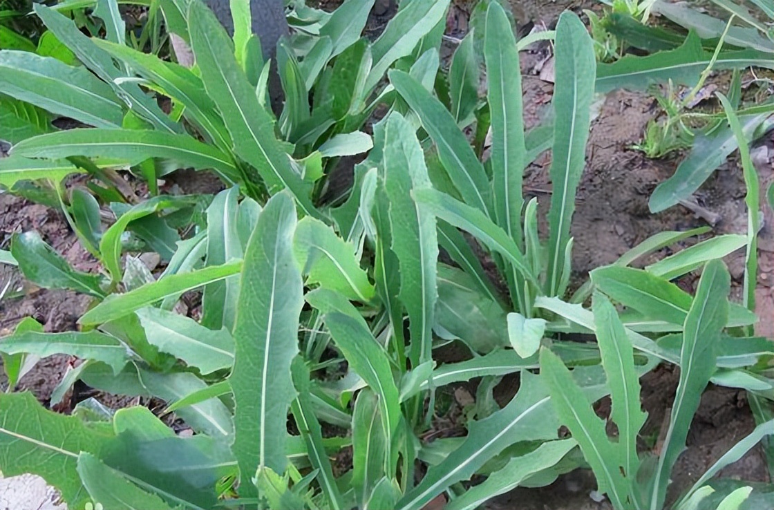 为啥癌症越来越多？建议：7种“自带毒素”的野菜，能别吃就别吃