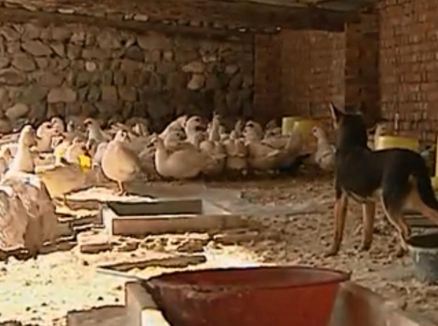 黑天鹅被盗事件,天鹅失踪事件