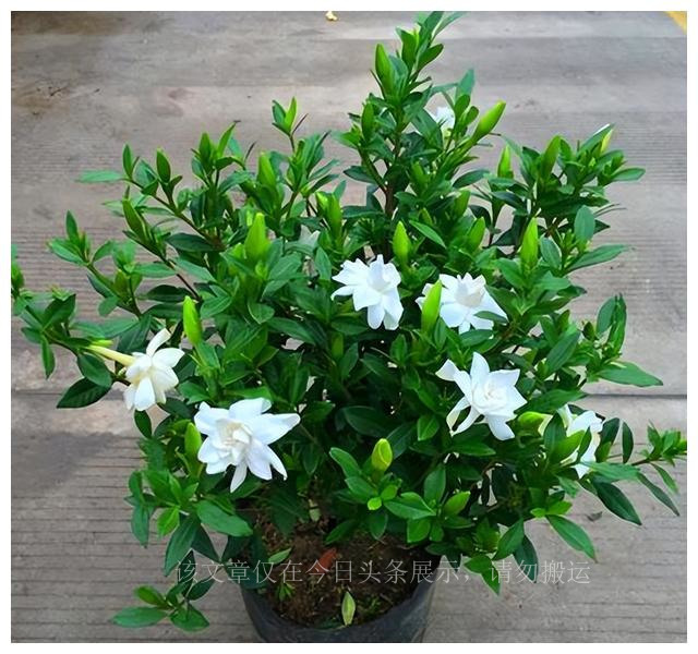 养好栀子花？5个窍门很简单，叶子绿出油，花开满枝香