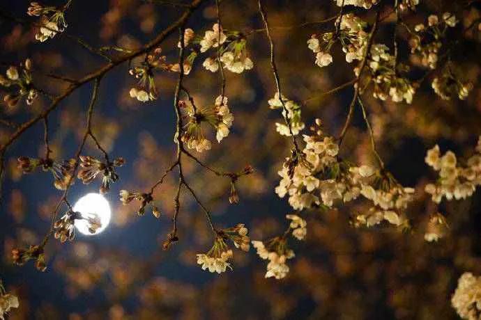 你还知道哪些描写花的古诗词呢,关于花的古诗词经典唯美名句