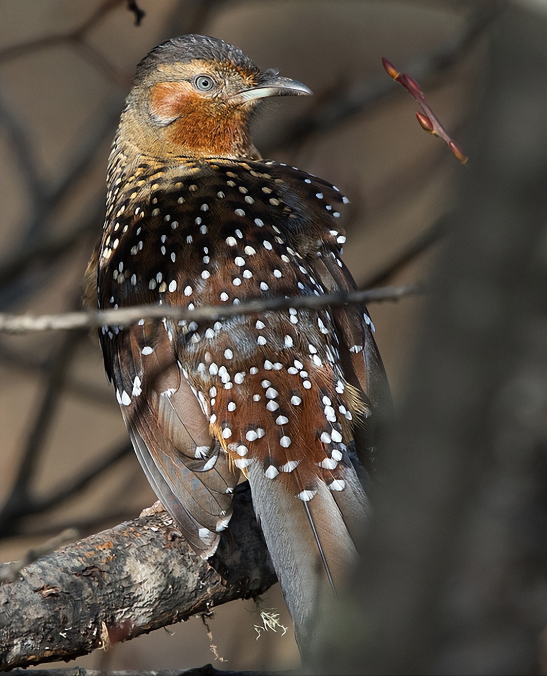 50张最佳鸟类摄影作品,鸟儿大全大图