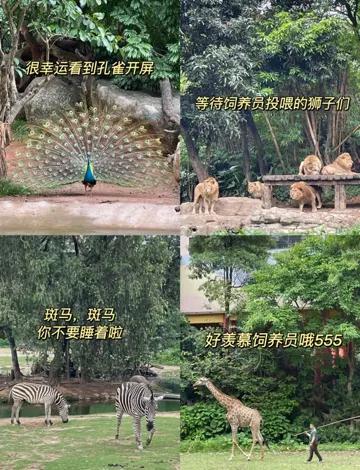 广州长隆野生动物世界保姆级教程,广州长隆野生动物园保姆级攻略