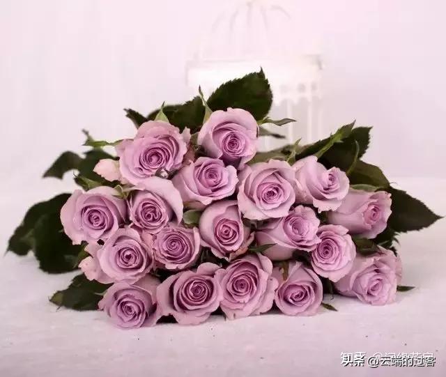 1到99朵玫瑰的含义图片,1到99朵玫瑰花语是什么