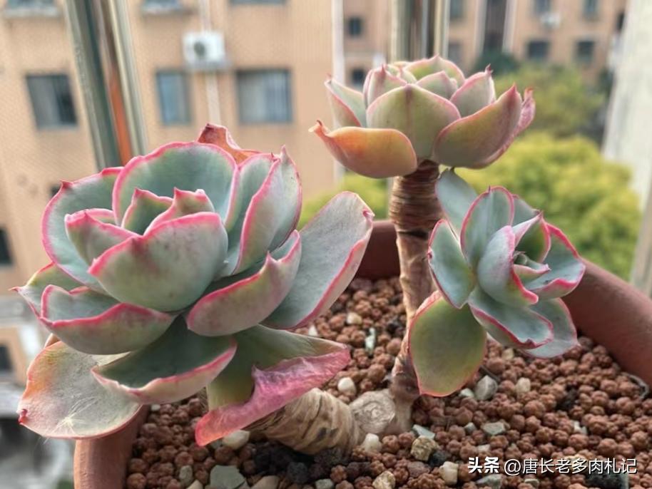 多肉达芬奇密码群生老桩,多肉达芬奇密码好养吗