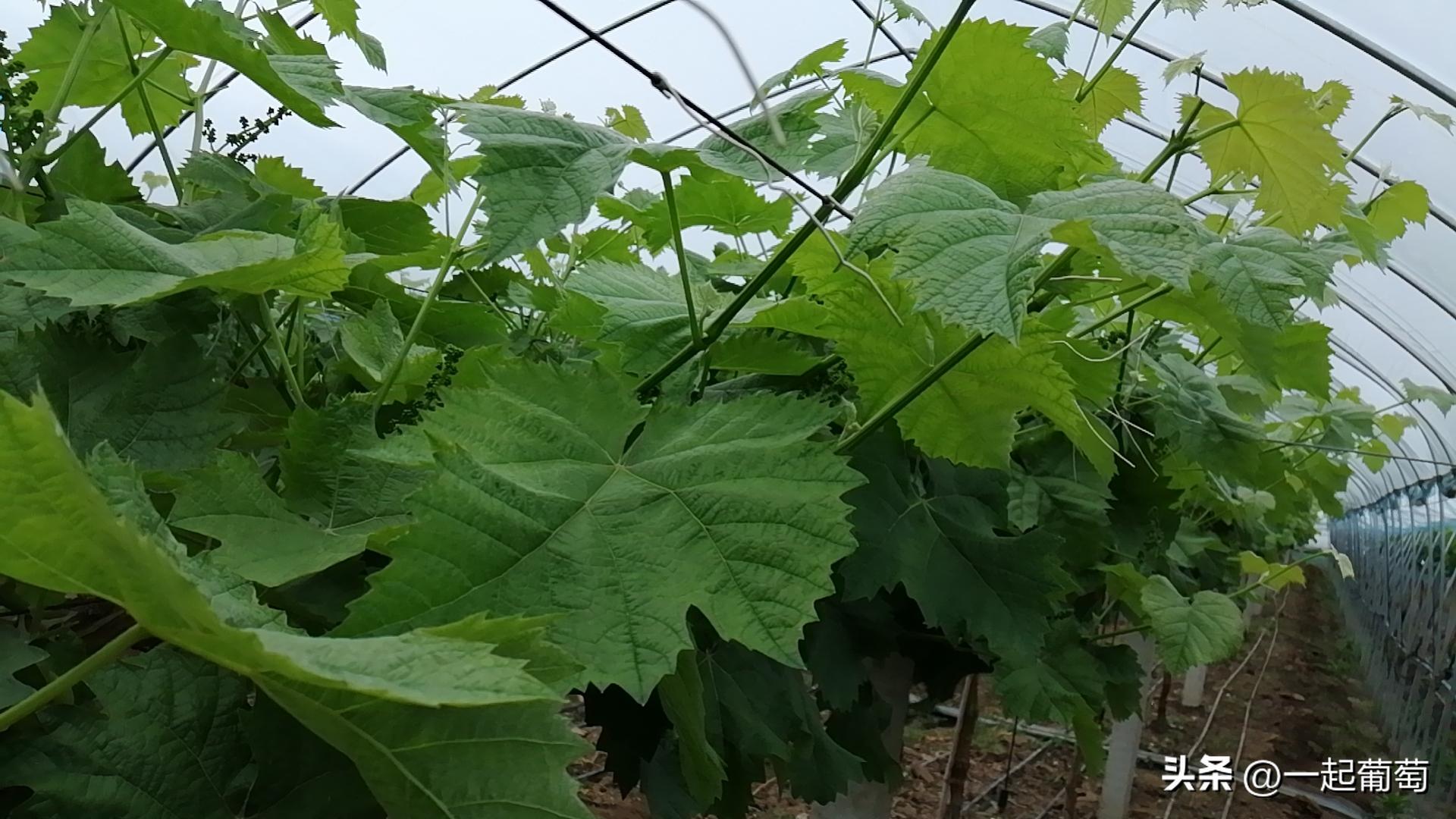隔壁老王种植技术视频,隔壁老王种的花