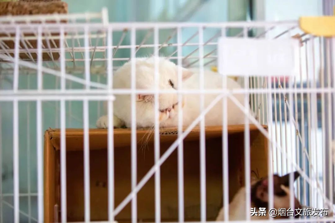 烟台祥和花鸟市场,烟台花鸟市场