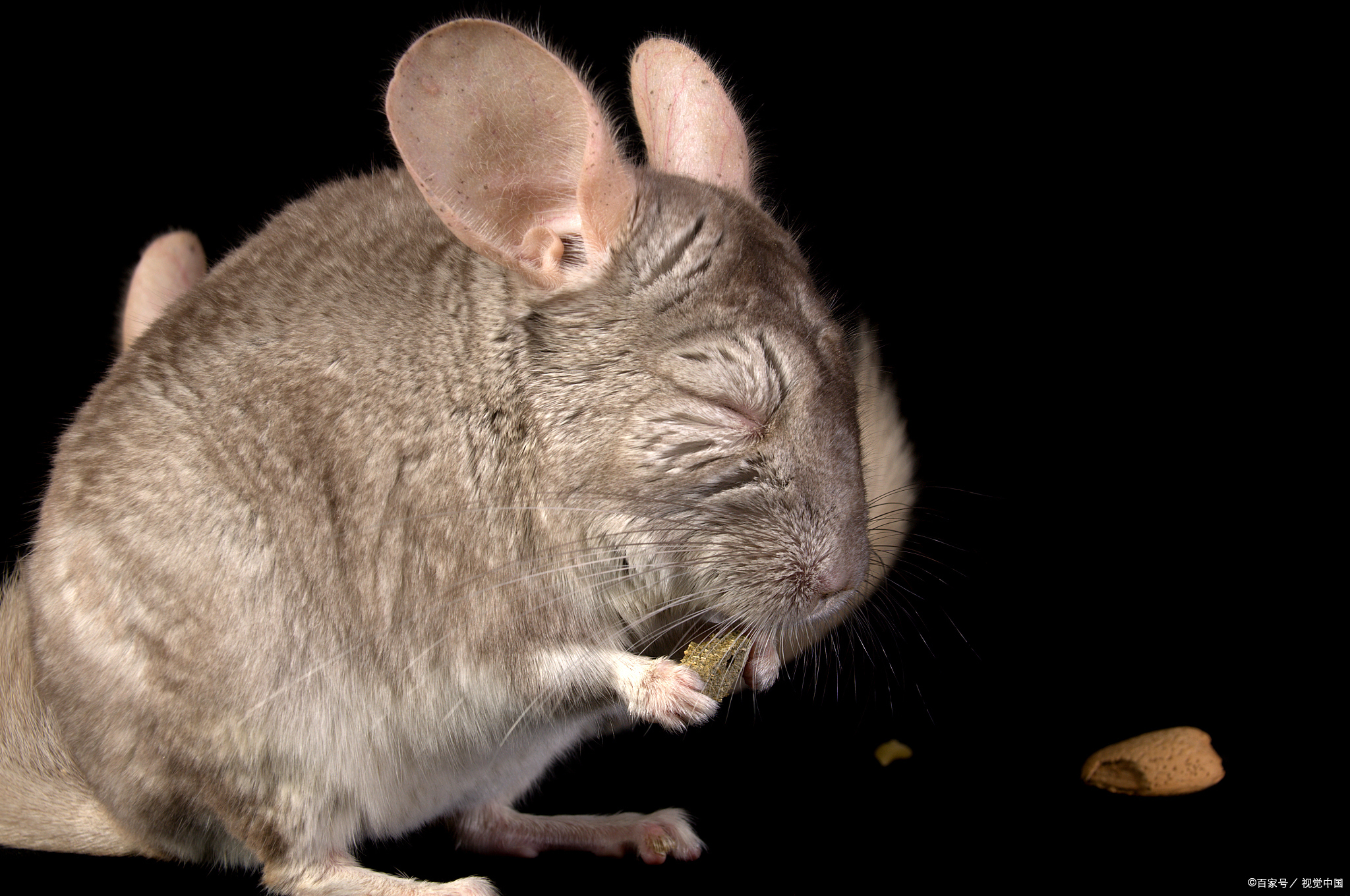 养龙猫的简单攻略,养龙猫如何科学喂食