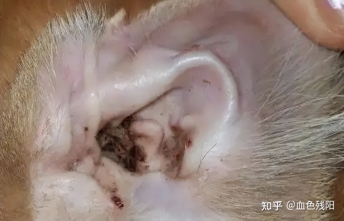 长寿猫咪,想要猫咪长寿需要注意这三件事