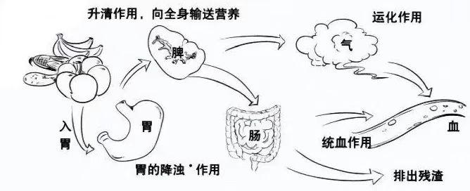 调理脾胃治痔疮,治痔疮到底是治脾胃还是治啥