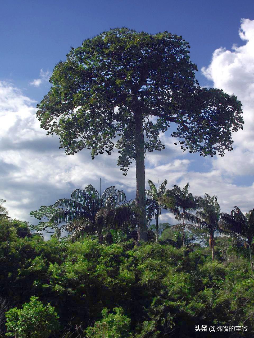 坐在赤道上，气候似云南的南美小国，数百种水果让人口水不断