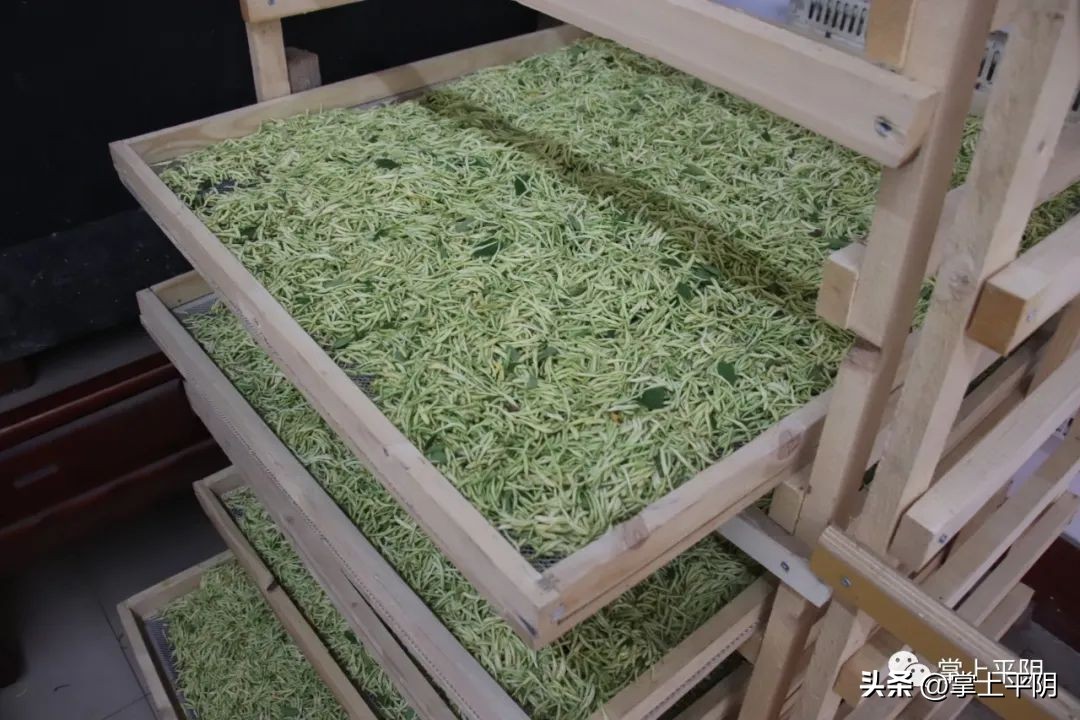 金银花开成乡村振兴致富花,金银花产业助力乡村振兴