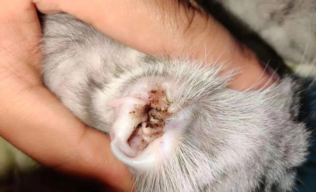 猫咪去宠物店洗完澡过敏,猫咪去宠物店洗澡引起应激反应