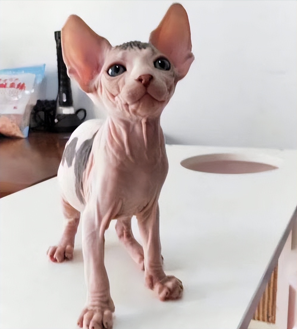 猫界最受欢迎的猫是什么猫,各种品种的猫哪种猫最好