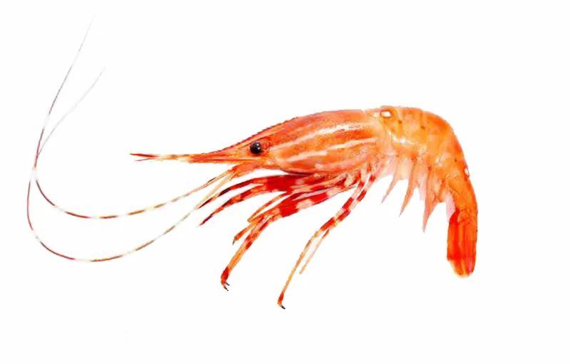 九节虾和竹节虾有啥区别,竹节虾和基围虾哪种虾好