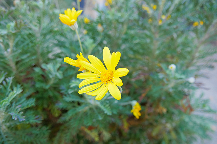 来大阪城梅林感受春天的到来