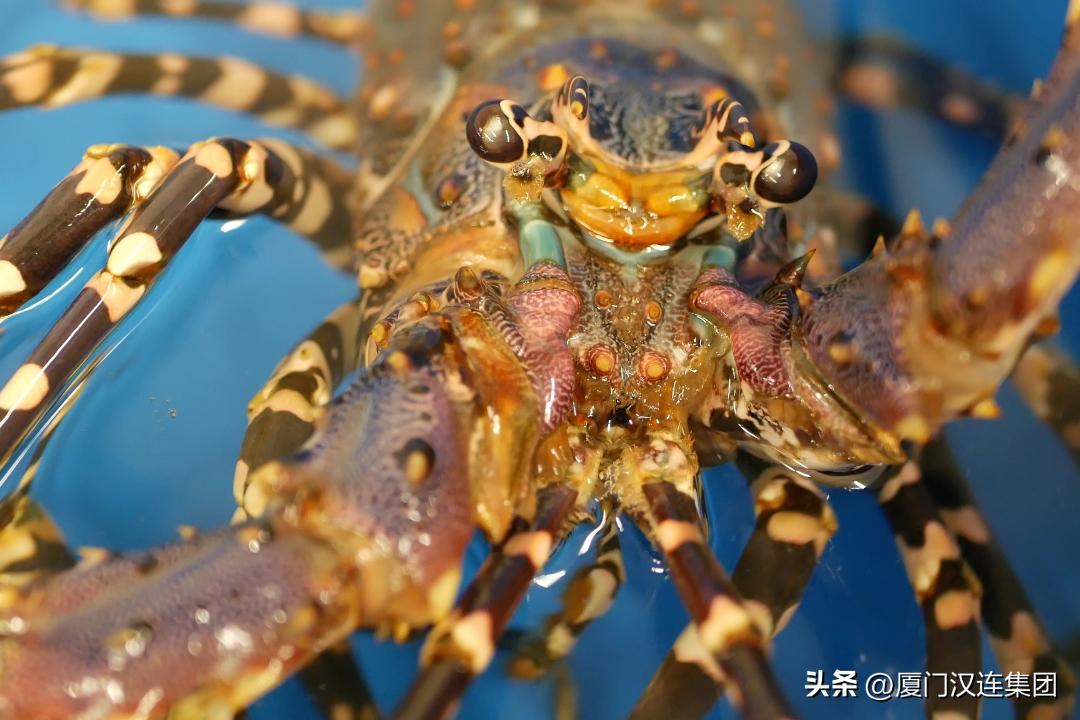 “夏日海底总动员”——盘点常见海产品的海关归类