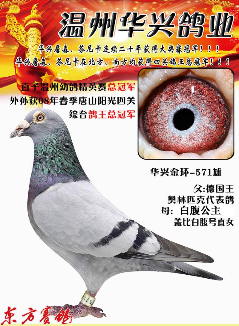 华兴鸽舍江建兴顶级种鸽,华兴鸽舍江建兴的鸽子价格