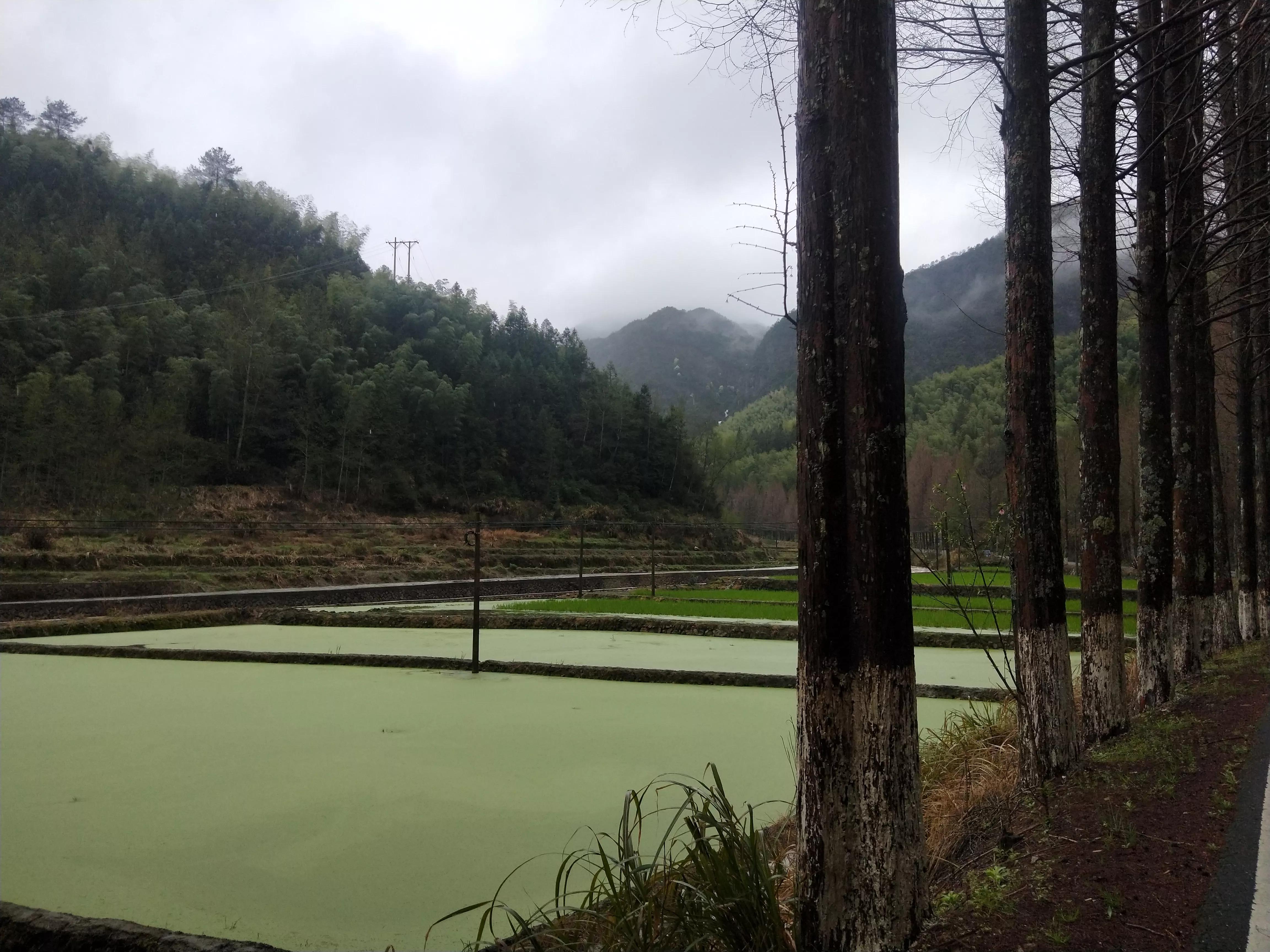 谷雨前后的茶推荐,醇香甘甜的早春好茶