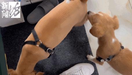 女子小区被狗咬,小区狗咬到人报警警察怎么处理呢