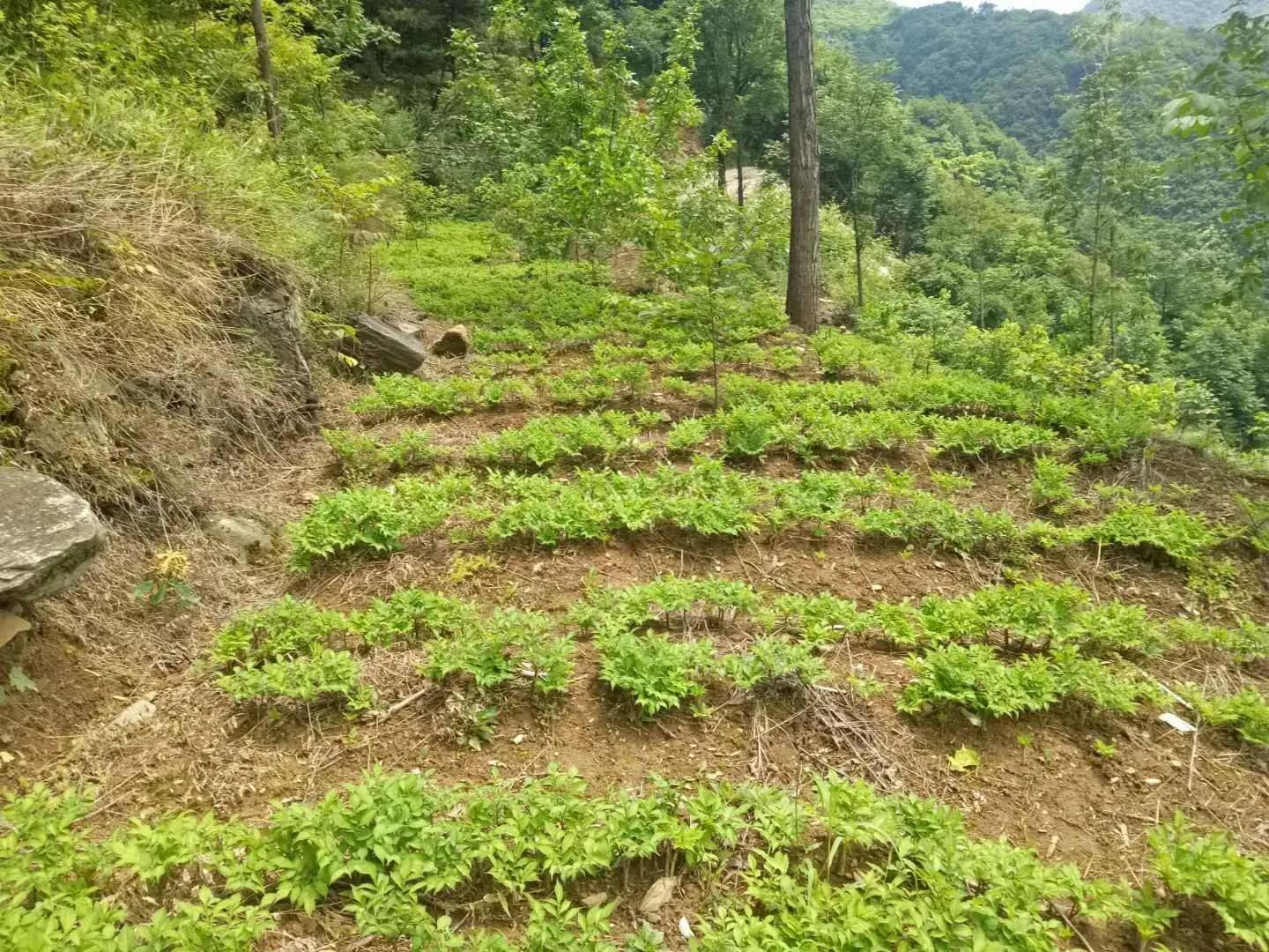 农村种魔芋木薯赚钱吗,在家种植魔芋有什么前景