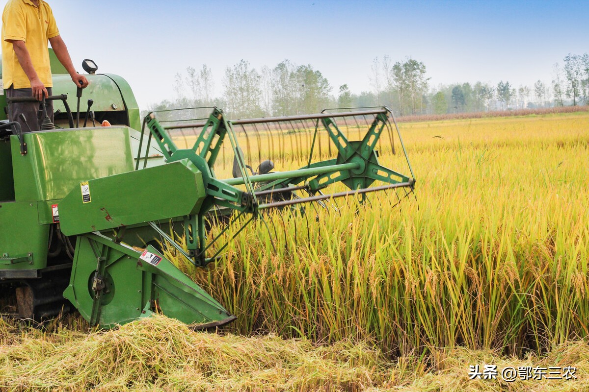 立秋有雨词句,立秋有雨谚语