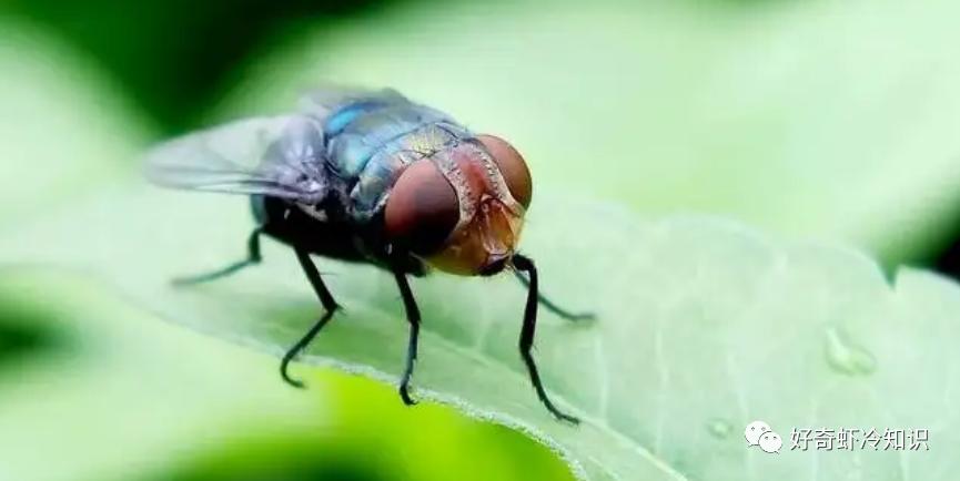 鱼类能发出声音?小朋友你是否有很多问好?飞在汽车里的苍蝇问题