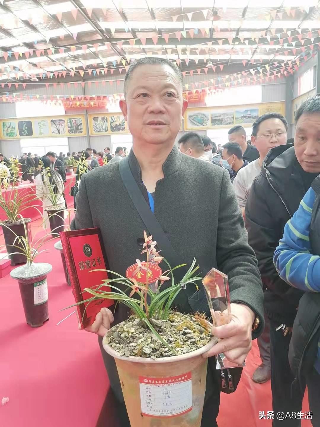 每日一品花卉,每日一品中国兰花春兰