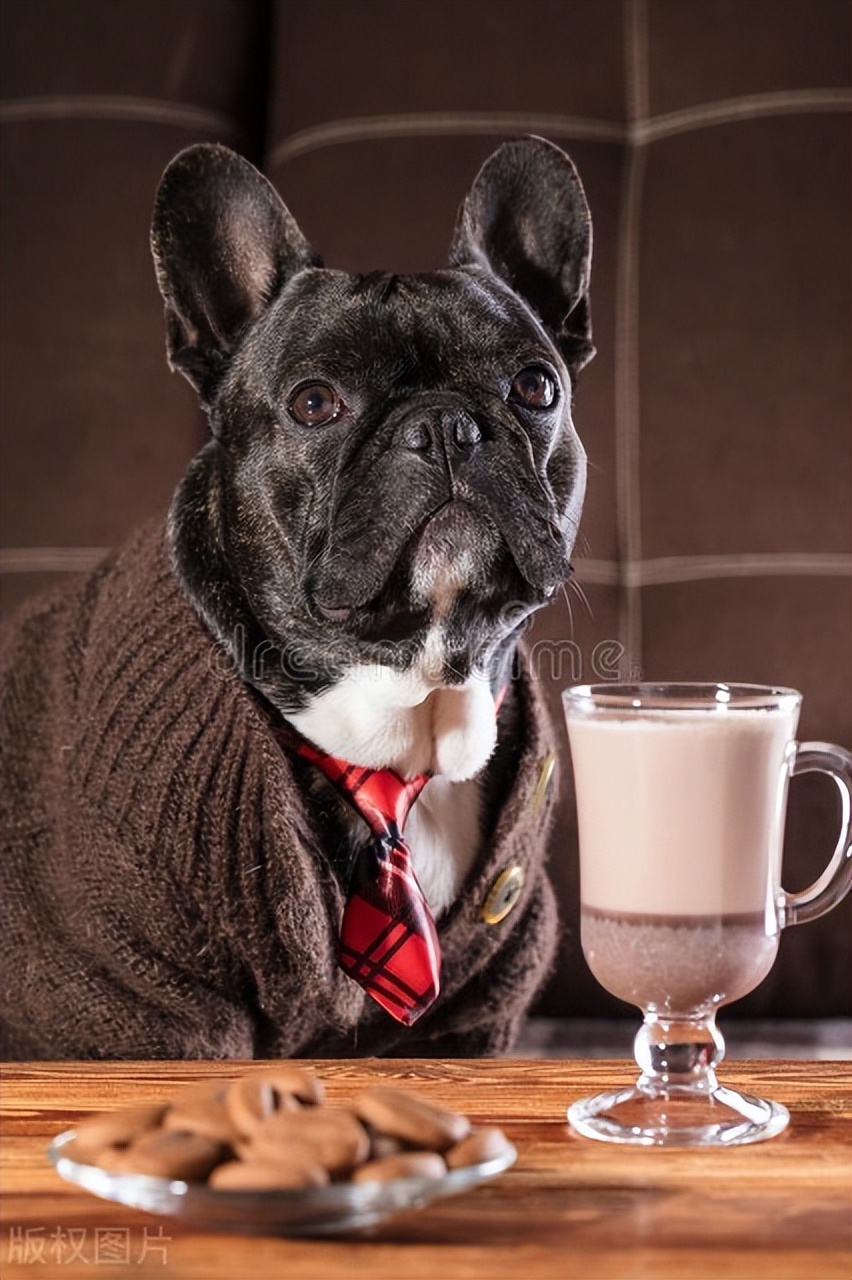 世界上五只最有钱的狗狗，生活奢华无比，享受着最好的待遇