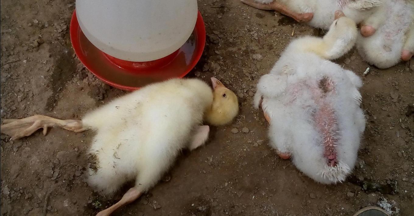 鸭副粘病毒病的特征,鸭副粘病毒和鸭瘟的区别