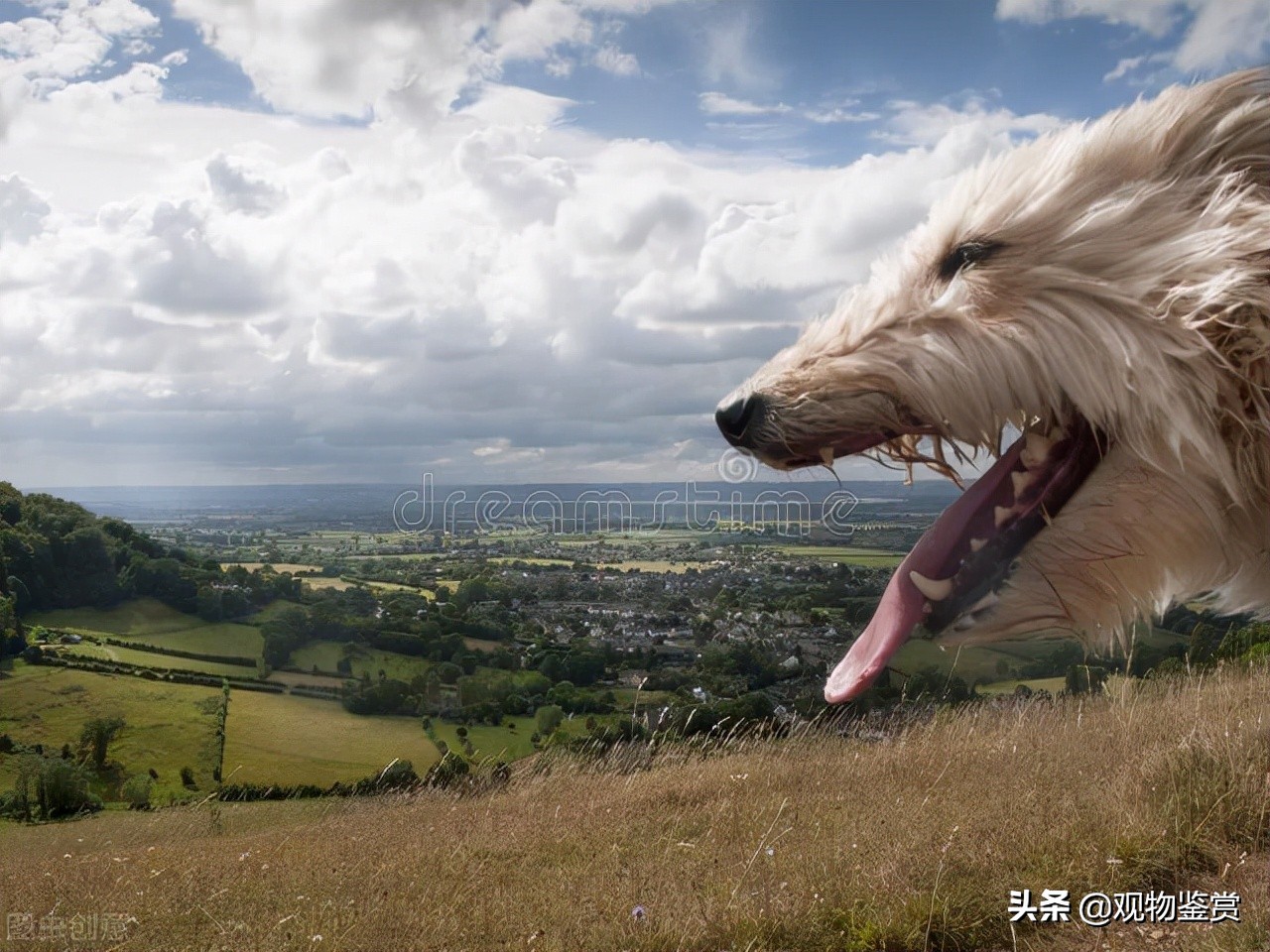 狗狗张开嘴巴想咬人是什么原因,狗狗开口咬人