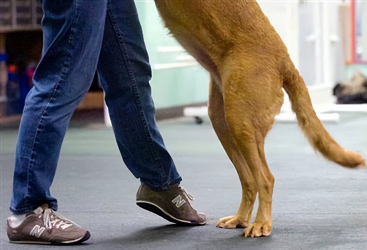 关于猫和老鼠你可能不知道的事,猫和狗为什么能相处得这么愉快